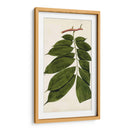 Variedades De Hojas Iii - Vision Studio | Cuadro decorativo de Canvas Lab