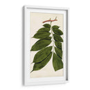 Variedades De Hojas Iii - Vision Studio | Cuadro decorativo de Canvas Lab