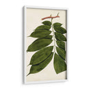 Variedades De Hojas Iii - Vision Studio | Cuadro decorativo de Canvas Lab
