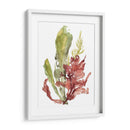 Jardín De Algas Mar - Jennifer Goldberger | Cuadro decorativo de Canvas Lab