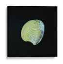 Almeja - Chef Capellini | Cuadro decorativo de Canvas Lab