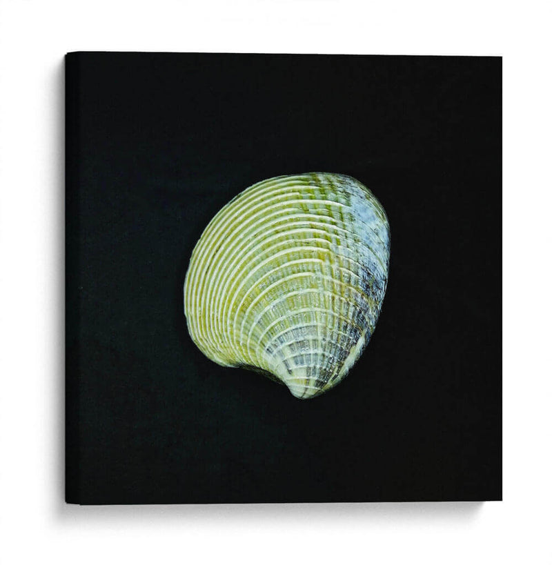 Almeja - Chef Capellini | Cuadro decorativo de Canvas Lab