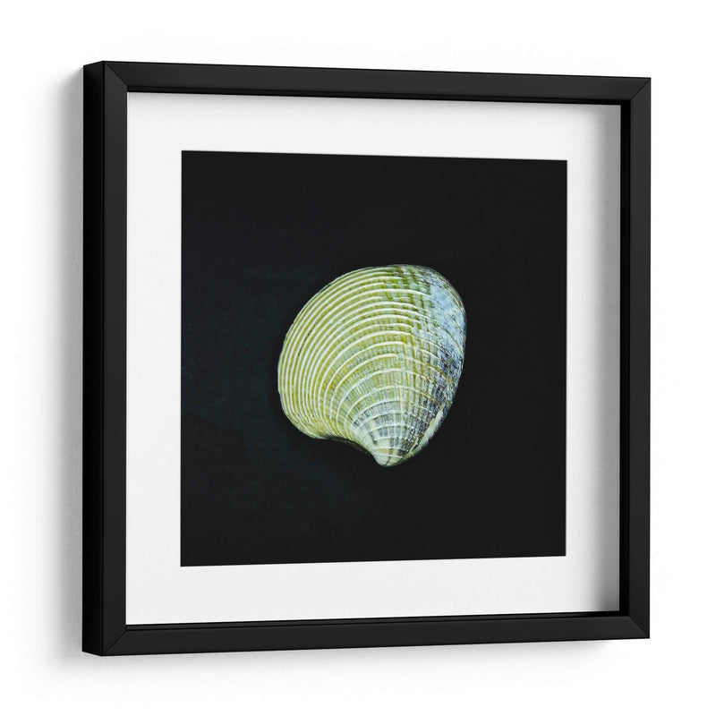 Almeja - Chef Capellini | Cuadro decorativo de Canvas Lab