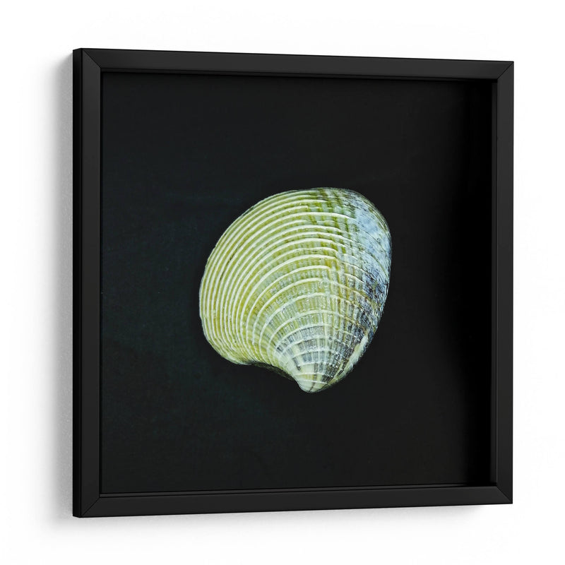 Almeja - Chef Capellini | Cuadro decorativo de Canvas Lab