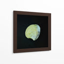 Almeja - Chef Capellini | Cuadro decorativo de Canvas Lab
