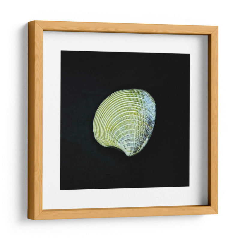 Almeja - Chef Capellini | Cuadro decorativo de Canvas Lab