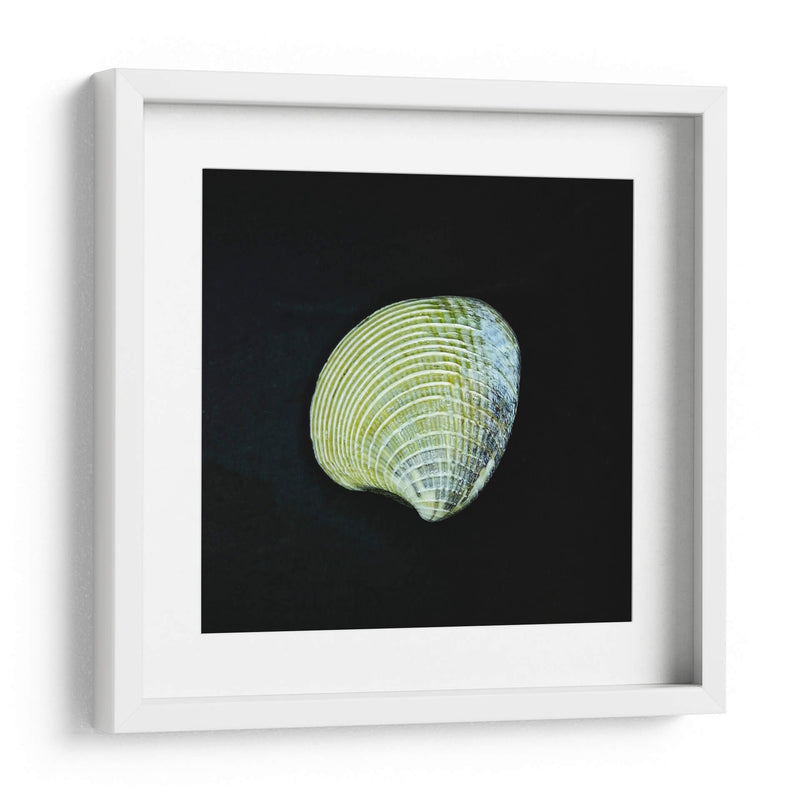 Almeja - Chef Capellini | Cuadro decorativo de Canvas Lab