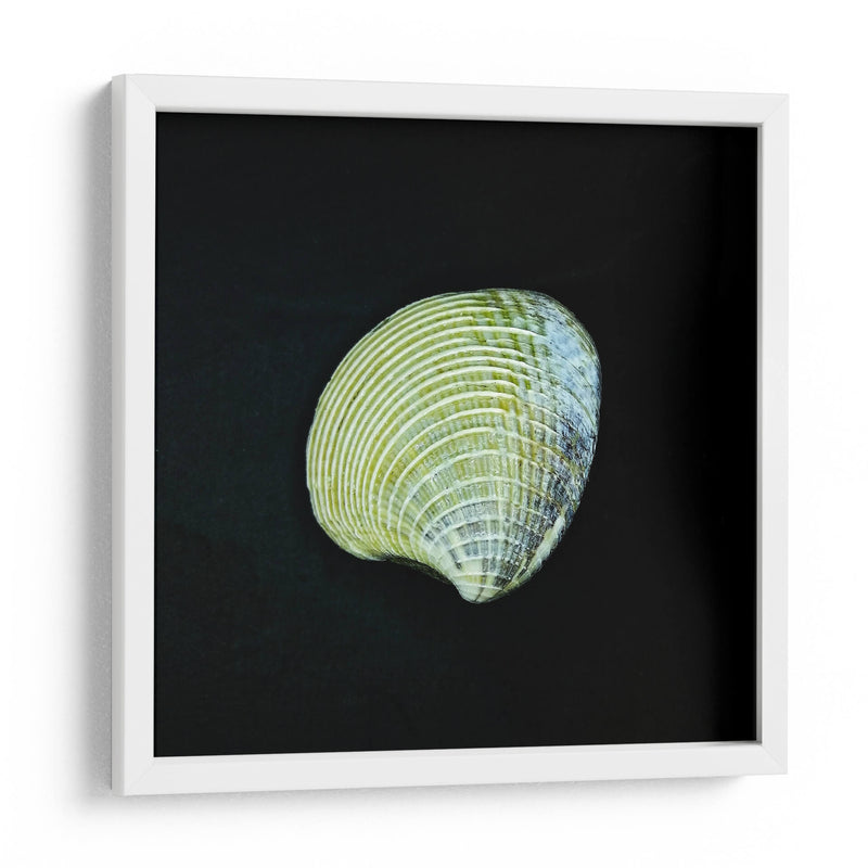 Almeja - Chef Capellini | Cuadro decorativo de Canvas Lab