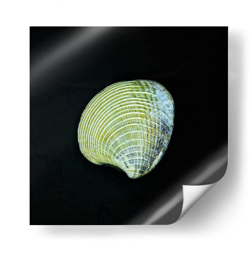 Almeja - Chef Capellini | Cuadro decorativo de Canvas Lab