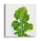 Arugula - Chef Capellini | Cuadro decorativo de Canvas Lab