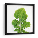 Arugula - Chef Capellini | Cuadro decorativo de Canvas Lab