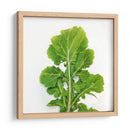 Arugula - Chef Capellini | Cuadro decorativo de Canvas Lab