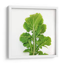 Arugula - Chef Capellini | Cuadro decorativo de Canvas Lab