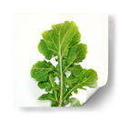 Arugula - Chef Capellini | Cuadro decorativo de Canvas Lab