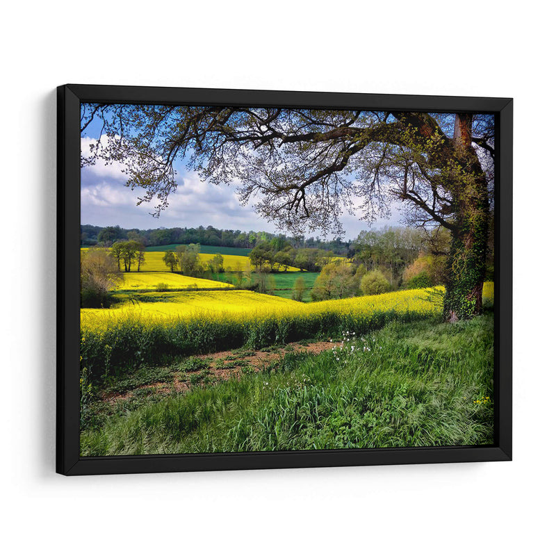 Campo Pastoral Xiv - Colby Chester | Cuadro decorativo de Canvas Lab