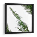 Eneldo - Chef Capellini | Cuadro decorativo de Canvas Lab