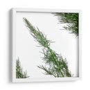 Eneldo - Chef Capellini | Cuadro decorativo de Canvas Lab