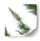 Eneldo - Chef Capellini | Cuadro decorativo de Canvas Lab