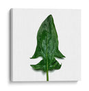 Espinaca - Chef Capellini | Cuadro decorativo de Canvas Lab