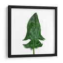 Espinaca - Chef Capellini | Cuadro decorativo de Canvas Lab