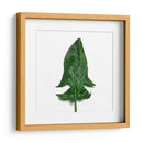 Espinaca - Chef Capellini | Cuadro decorativo de Canvas Lab