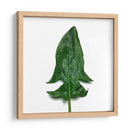 Espinaca - Chef Capellini | Cuadro decorativo de Canvas Lab