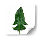 Espinaca - Chef Capellini | Cuadro decorativo de Canvas Lab