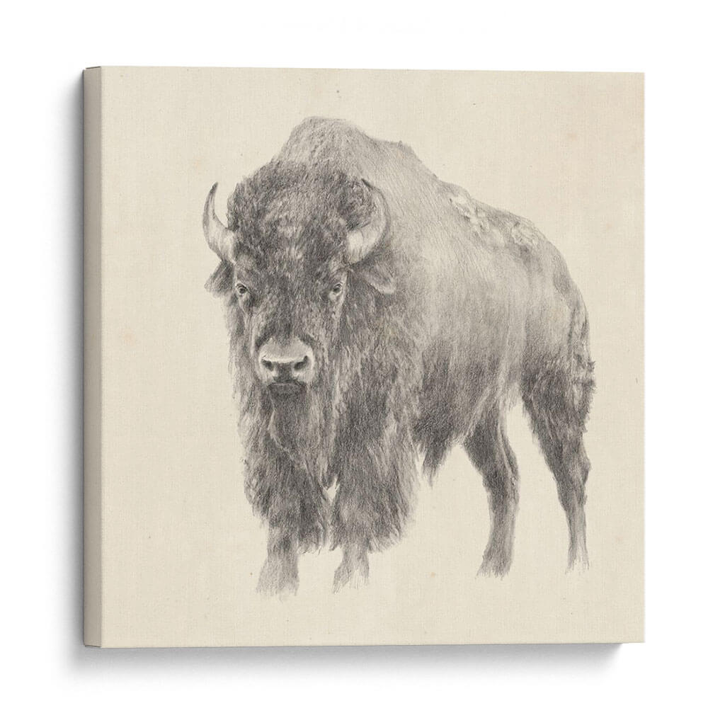 Estudio De Bison Occidental - Ethan Harper | Cuadro decorativo de Canvas Lab