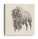 Estudio De Bison Occidental - Ethan Harper | Cuadro decorativo de Canvas Lab