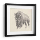 Estudio De Bison Occidental - Ethan Harper | Cuadro decorativo de Canvas Lab