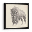 Estudio De Bison Occidental - Ethan Harper | Cuadro decorativo de Canvas Lab