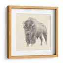 Estudio De Bison Occidental - Ethan Harper | Cuadro decorativo de Canvas Lab