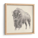 Estudio De Bison Occidental - Ethan Harper | Cuadro decorativo de Canvas Lab