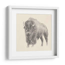 Estudio De Bison Occidental - Ethan Harper | Cuadro decorativo de Canvas Lab