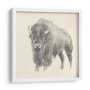 Estudio De Bison Occidental - Ethan Harper | Cuadro decorativo de Canvas Lab