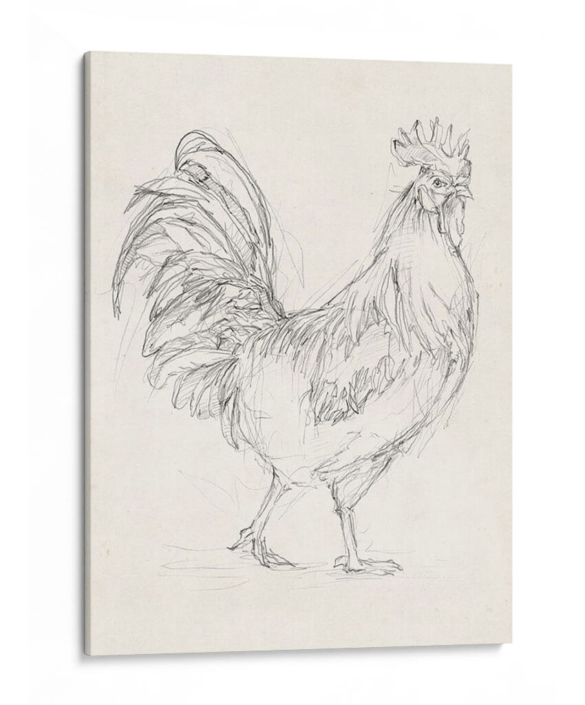 Boceto De Gallo I - Ethan Harper | Cuadro decorativo de Canvas Lab
