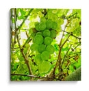 Parra - Chef Capellini | Cuadro decorativo de Canvas Lab