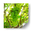 Parra - Chef Capellini | Cuadro decorativo de Canvas Lab