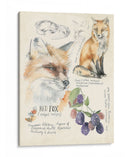 Diarios De Vida Silvestre Iii - Jennifer Paxton Parker | Cuadro decorativo de Canvas Lab