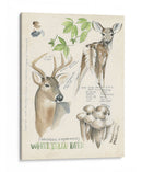 Revistas De Vida Silvestre Iv - Jennifer Paxton Parker | Cuadro decorativo de Canvas Lab