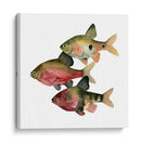 Pescado Del Arco Iris I - Emma Scarvey | Cuadro decorativo de Canvas Lab
