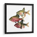 Pescado Del Arco Iris I - Emma Scarvey | Cuadro decorativo de Canvas Lab