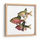 Pescado Del Arco Iris I - Emma Scarvey | Cuadro decorativo de Canvas Lab