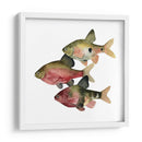 Pescado Del Arco Iris I - Emma Scarvey | Cuadro decorativo de Canvas Lab