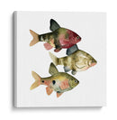 Arco Iris Fish Ii - Emma Scarvey | Cuadro decorativo de Canvas Lab
