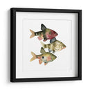 Arco Iris Fish Ii - Emma Scarvey | Cuadro decorativo de Canvas Lab
