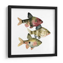Arco Iris Fish Ii - Emma Scarvey | Cuadro decorativo de Canvas Lab
