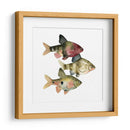 Arco Iris Fish Ii - Emma Scarvey | Cuadro decorativo de Canvas Lab