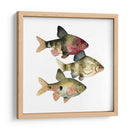 Arco Iris Fish Ii - Emma Scarvey | Cuadro decorativo de Canvas Lab