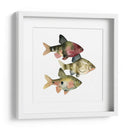 Arco Iris Fish Ii - Emma Scarvey | Cuadro decorativo de Canvas Lab